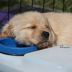 kokopelli golden retrievers puppies